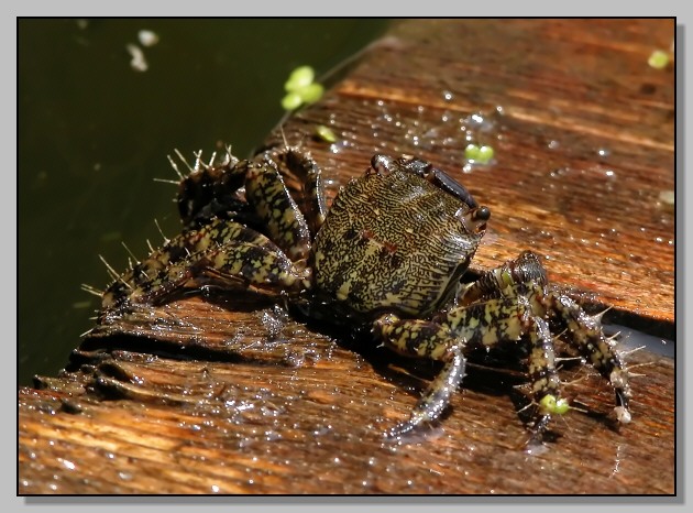 Pachygrapsus marmoratus (Fabricius, 1787)